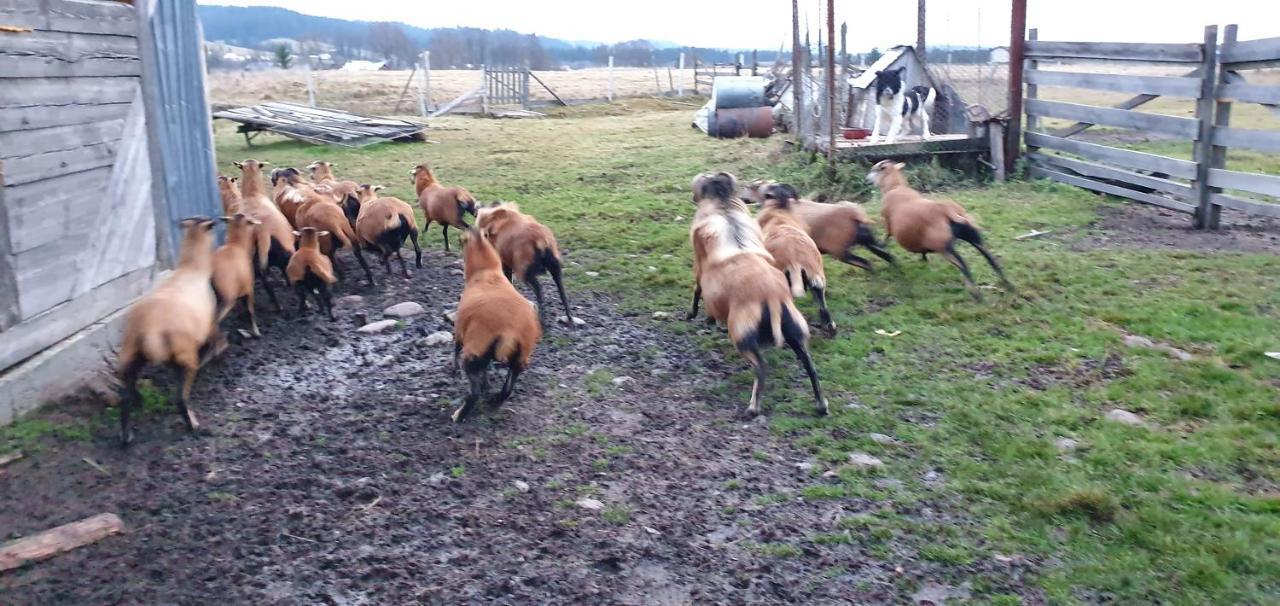 Casa Florea Poiana Stampei Zewnętrze zdjęcie